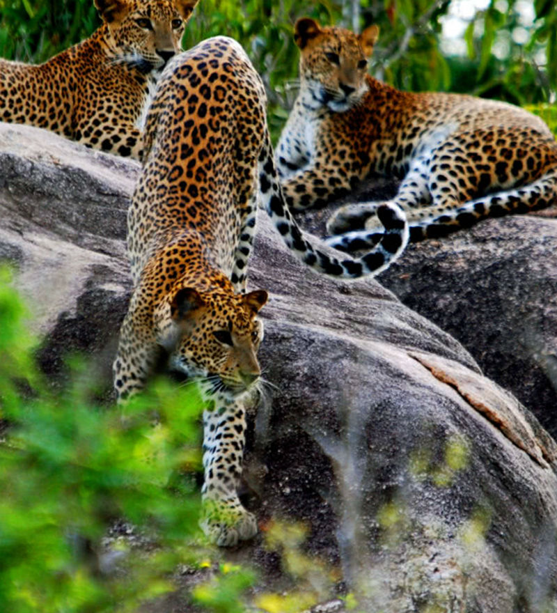 lepordsWilpattu Sri lanka
